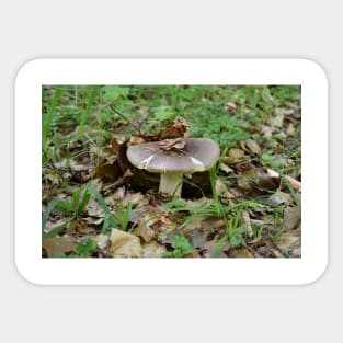 Boletus mushroom Sticker